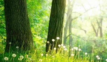 Konica Minolta « Global 100 Most Sustainable Corporations »